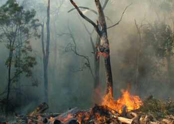 CEAV confirma una caída «importante» de la demanda hacia las zonas de incendios